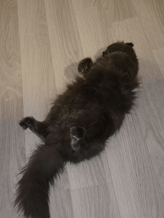 Шотландская кошка хайленд фолд