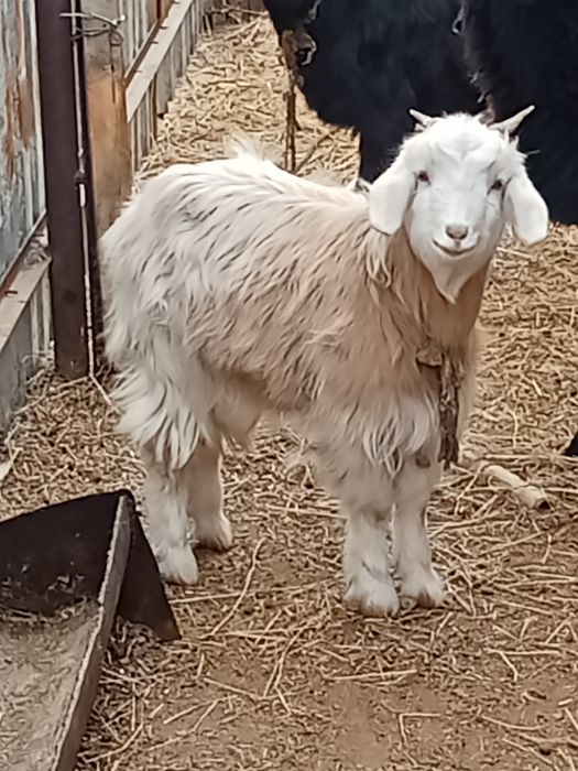 Ешки сатылады жаксы куйде