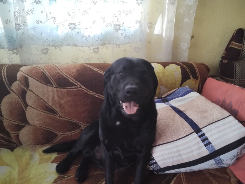 Мальчик лабрадора ищет девочку
