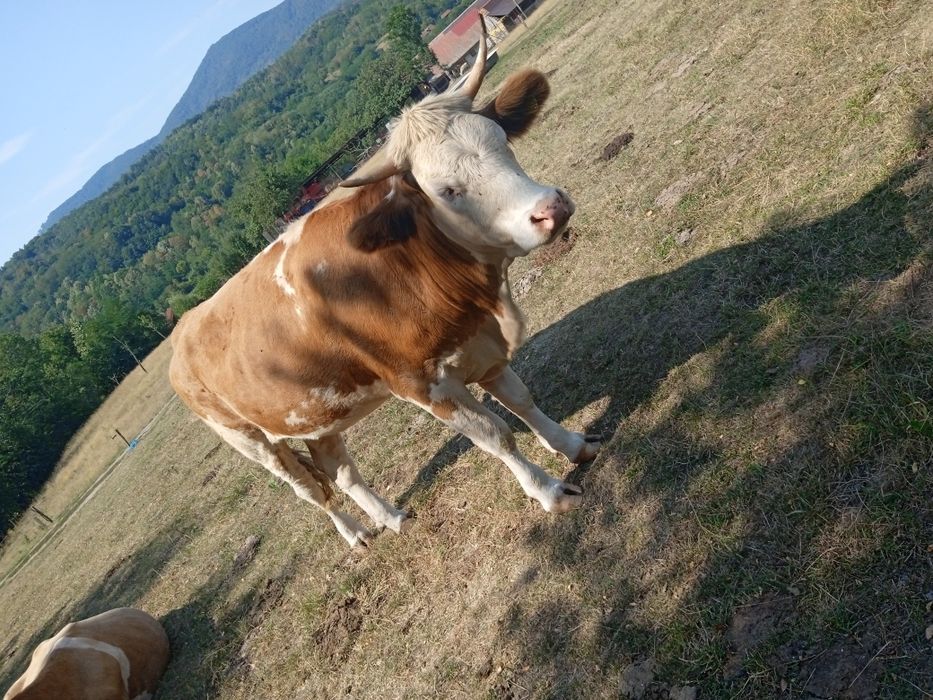 Vănd vacă și junincă