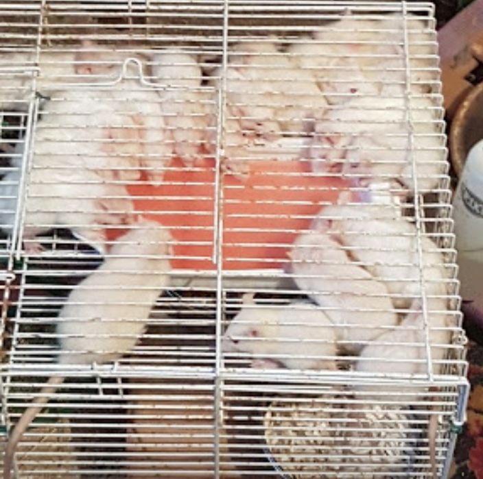 Крыски окраска разная