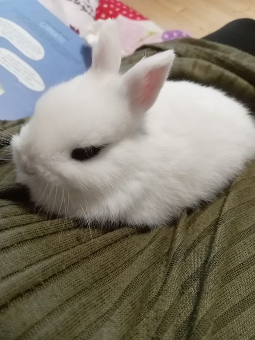 Iepuri pitici diferite rase