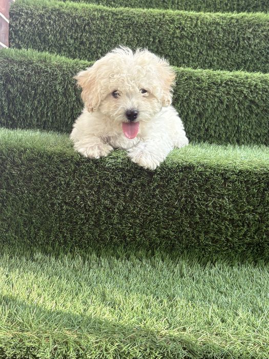 Maltipoo mini toy