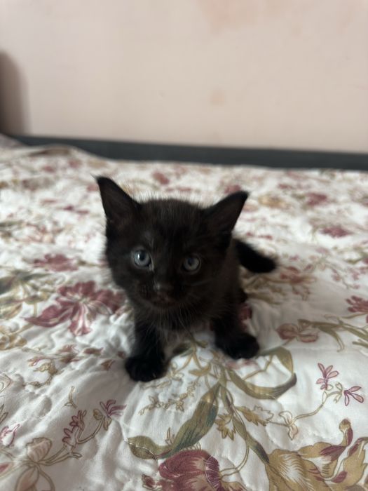 Котята британцы короткошерстные