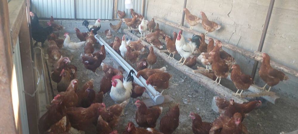 Продам куриц ломан браун