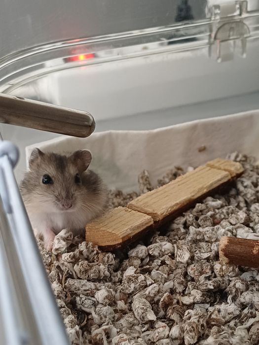 Vând pui hamsteri