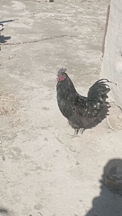 Ayam semani xòroz