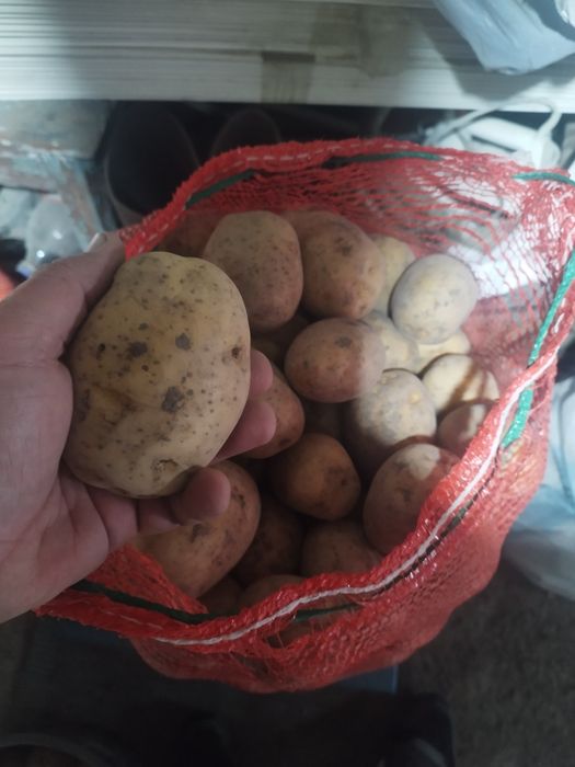 Продаю домашний картофель сорт калумба
