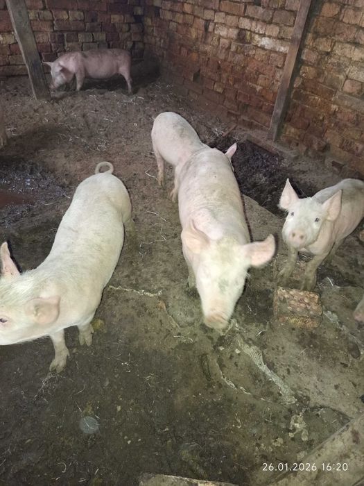 Свободни бели прасета