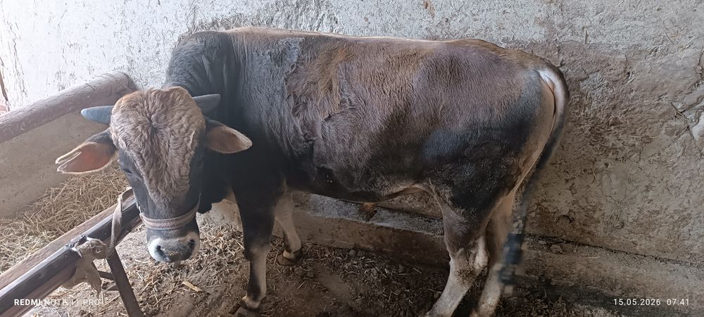 Buqa sotiladi 23 m