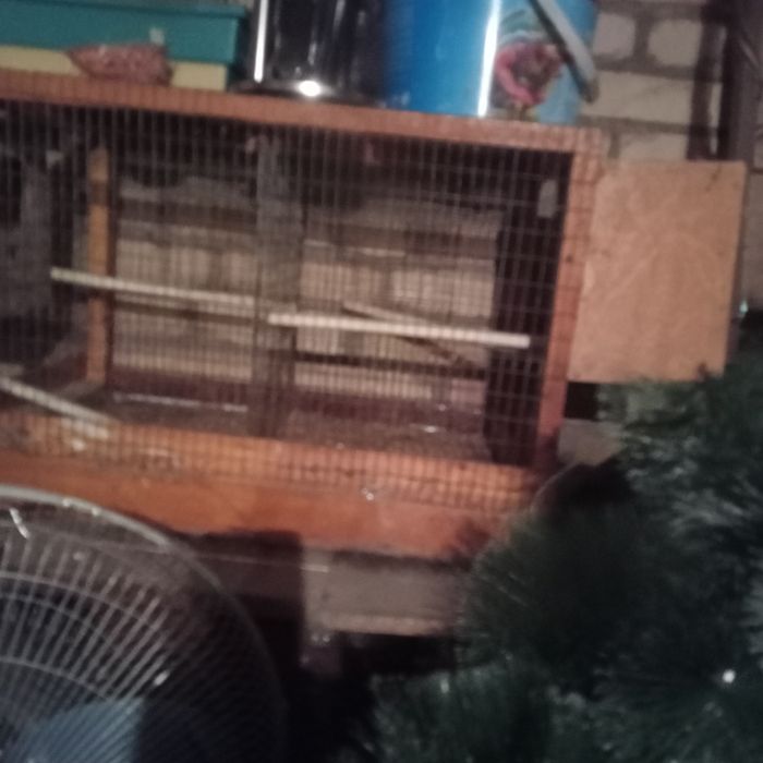 Продоютса клетки для птиц