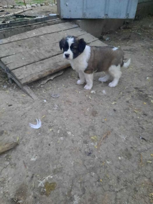 Московская Сторожевая продам щенка