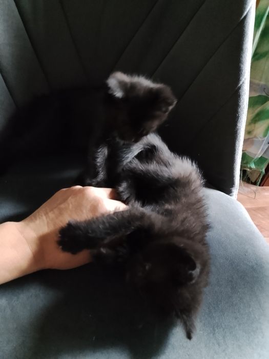 Котята бесплатно