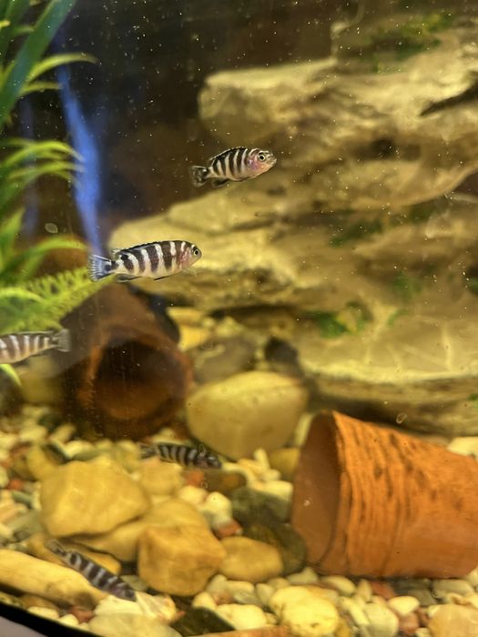 аквариумные рыбки