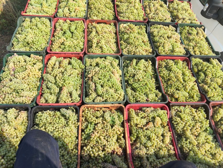 Vând Struguri de vin