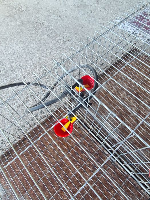 Cușcă prepelițe 50 capete