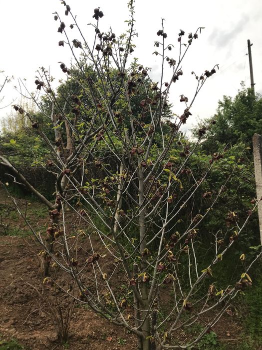 Индиански банан, Асимина трилоба, Asimina triloba,семена и растения