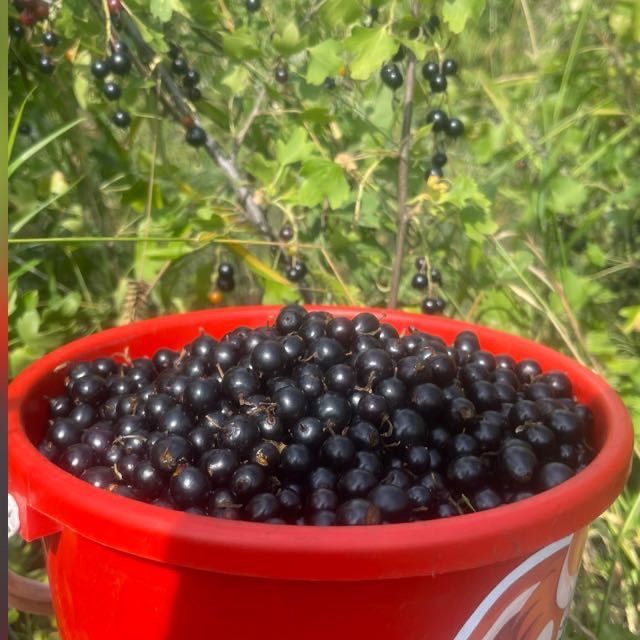 Продам смородина