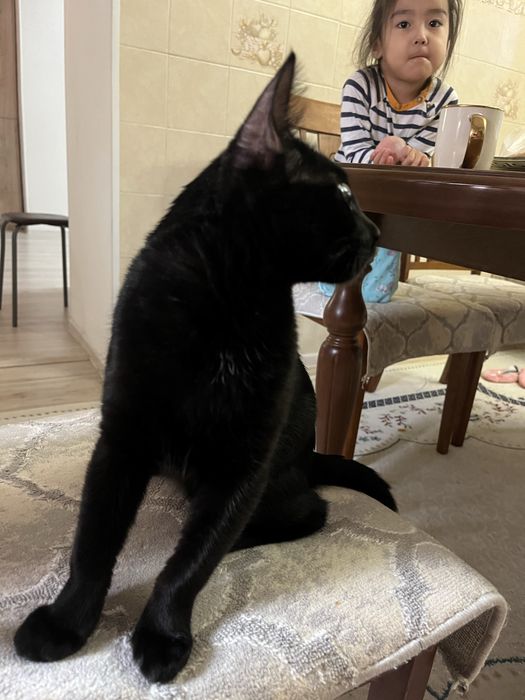 Мысык тегин беремин