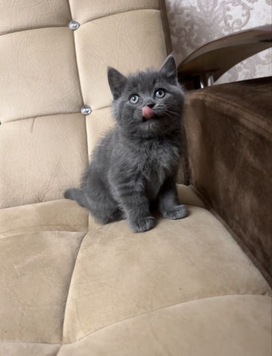 Скоттиш страйт девочка