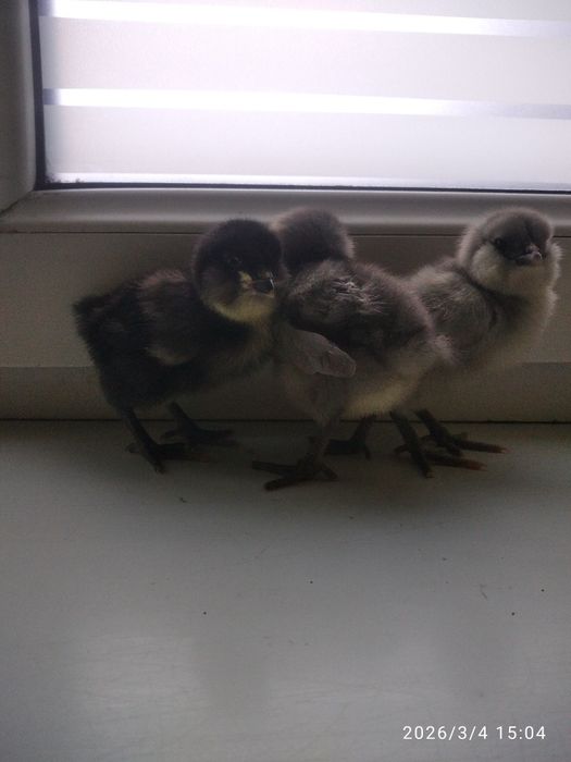 Цыплята породы америкуана