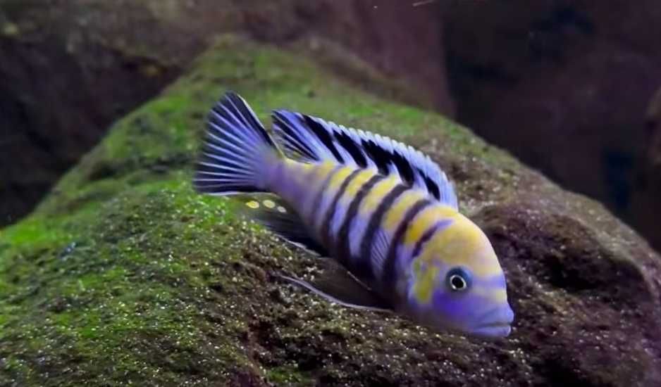 Афрa  Кобуe Цихлида