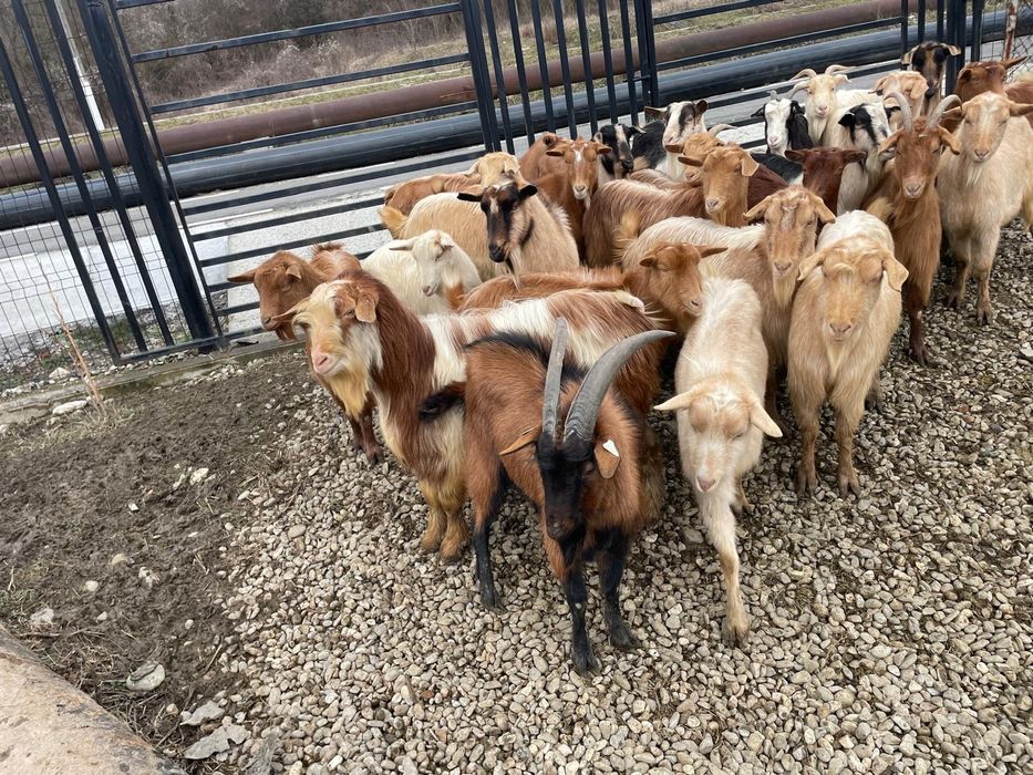 Vând capre gestante, tinere, de rasă – bune de lapte și prăsilă