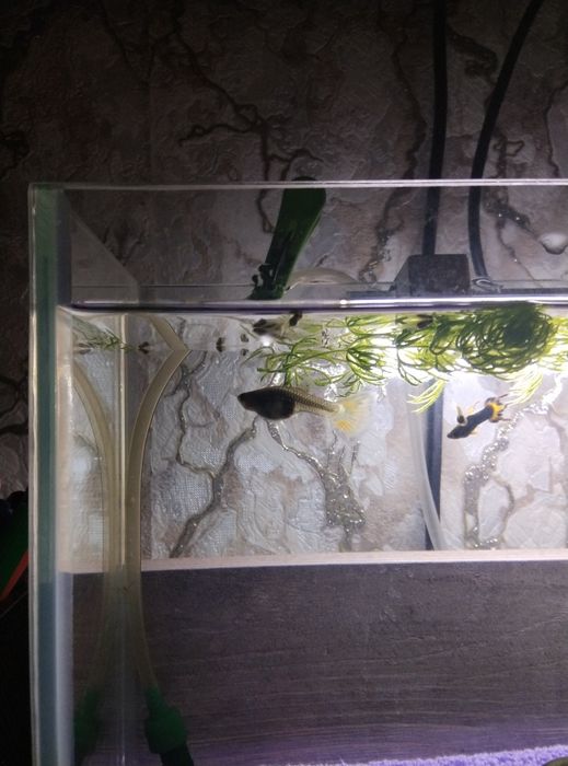 Пока нет в наличии!!!