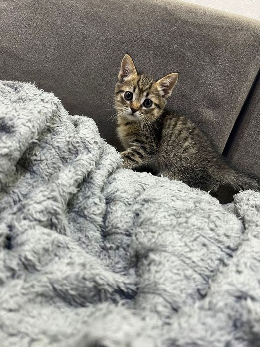 Британские котята мальчики и девочки