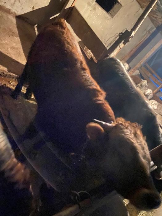 Бычок продажа откорма