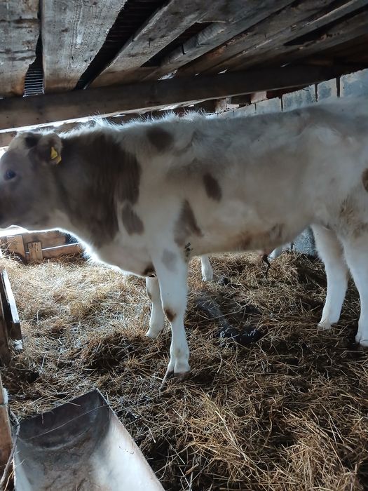 Быкчки на откорм