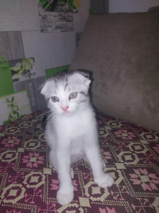 Продам котика...
