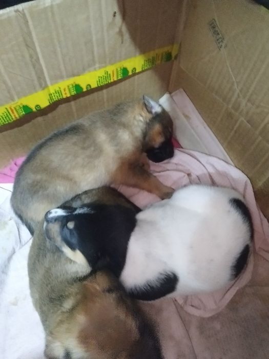 Щенки в добрые руки