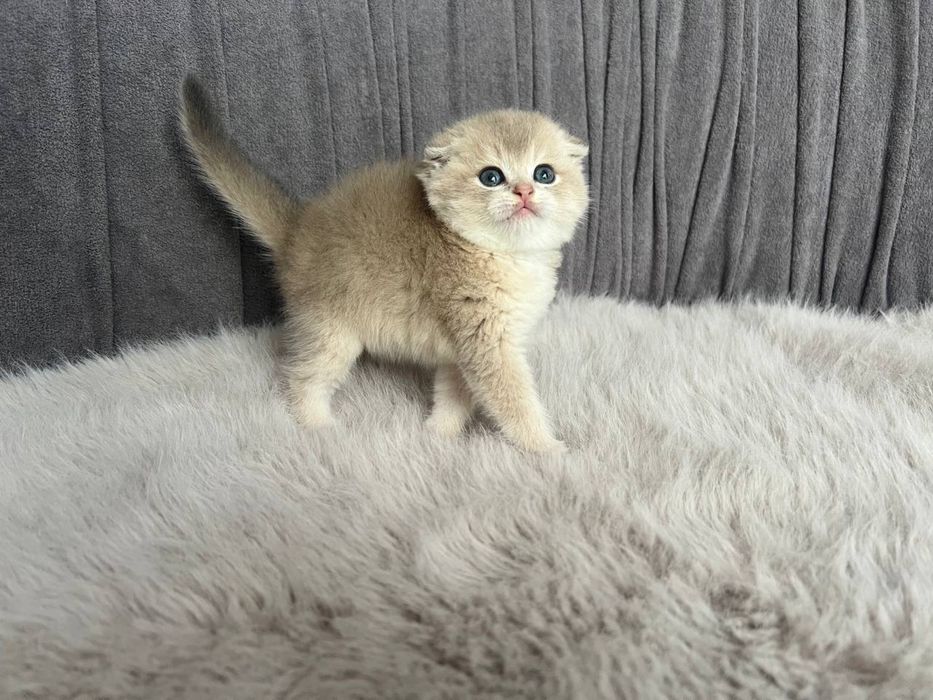 вислоухий котенок скоттиш фолд