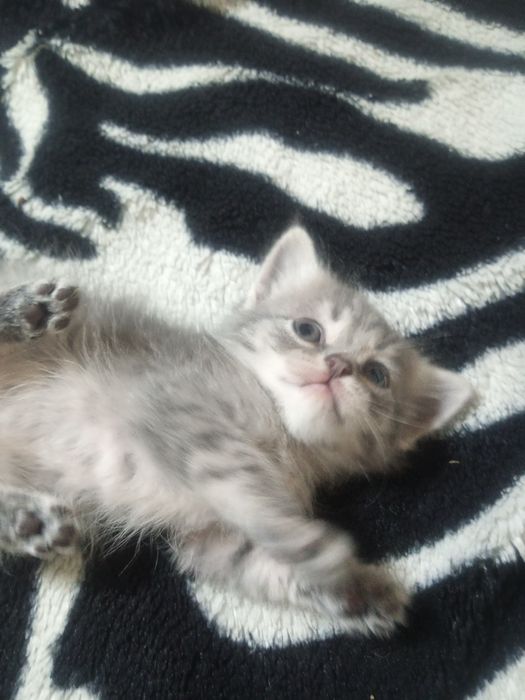 Котята в хорошие руки