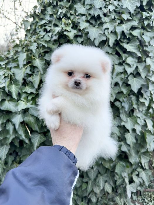 Померан мини момче със втора ваксина