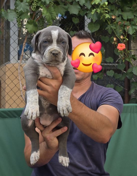 Американско були ХЛ/American Bully XL
