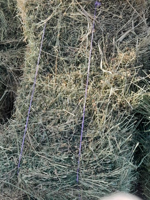 Baloti lucernă de vânzare