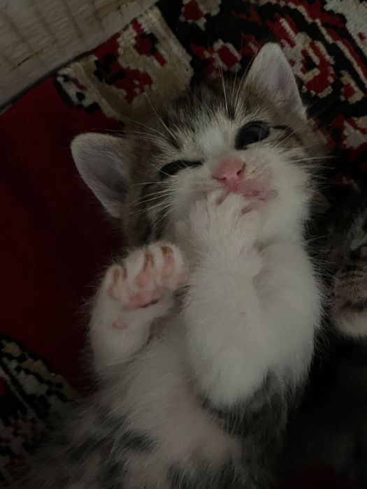 Отдам котят бесплатно