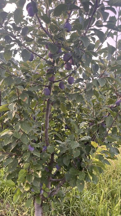 Prune timpurii ( centenar)