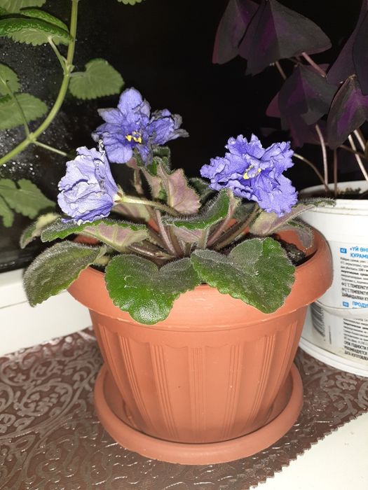 Фиалка Морской волк