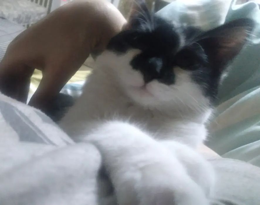 Продам котёнка очень игривый