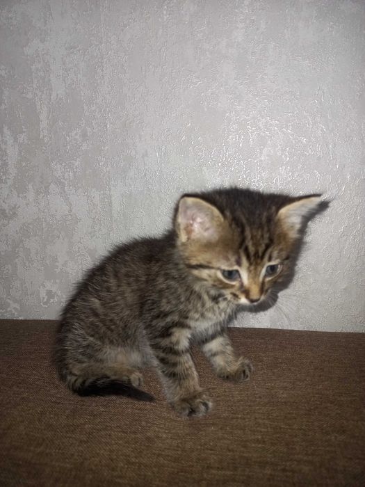 Отдам котёнка (девочка)