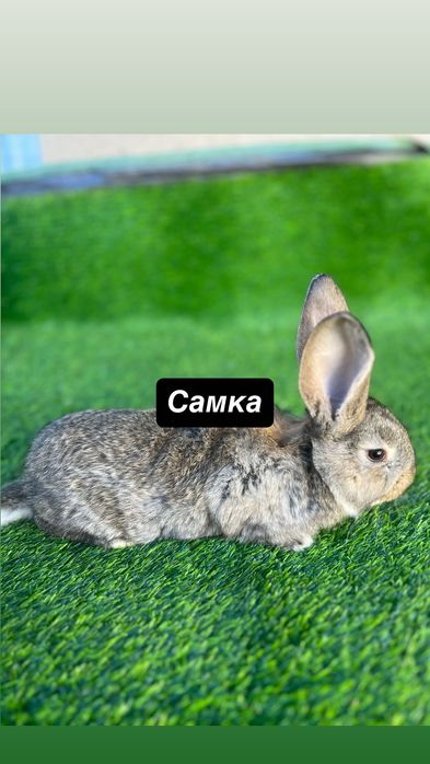 Фландер боллари бронн! Қиселар бўлади. Ота она сотилмиди