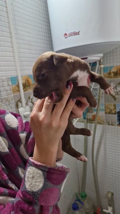 Продам Щенков Питбуля!