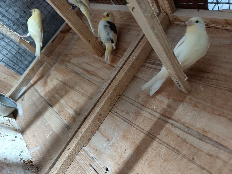 Vând  pui canari
