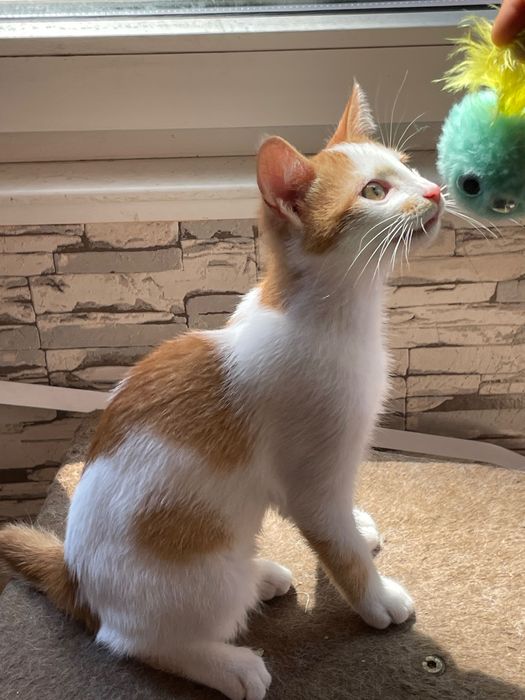 Подарявам малко коте