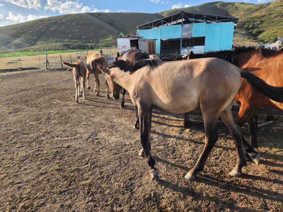 Продам тайчика Башкира на племя