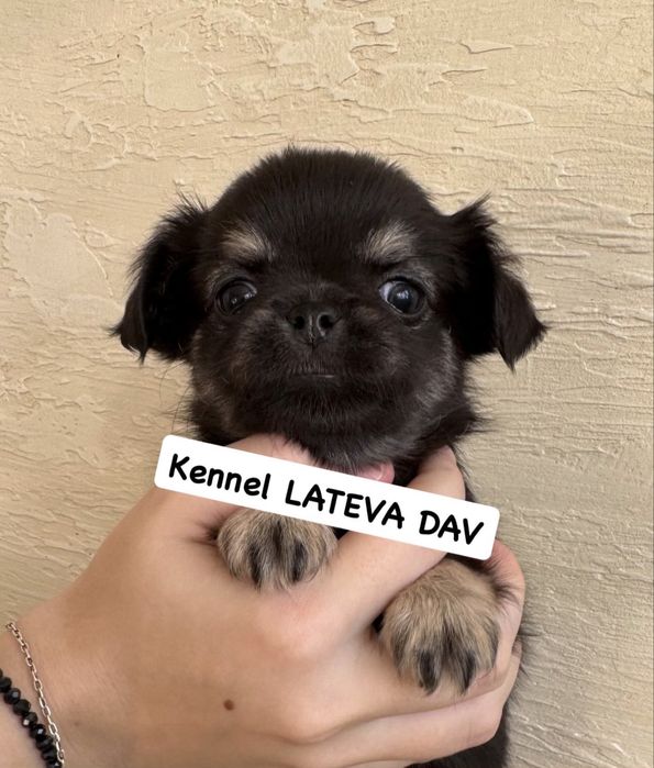 Чихуахуа мальчишки!!!