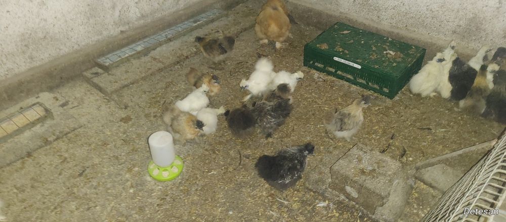 Gaini Mătase Japoneză